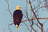 Eagle In A Tree_DSCF5957